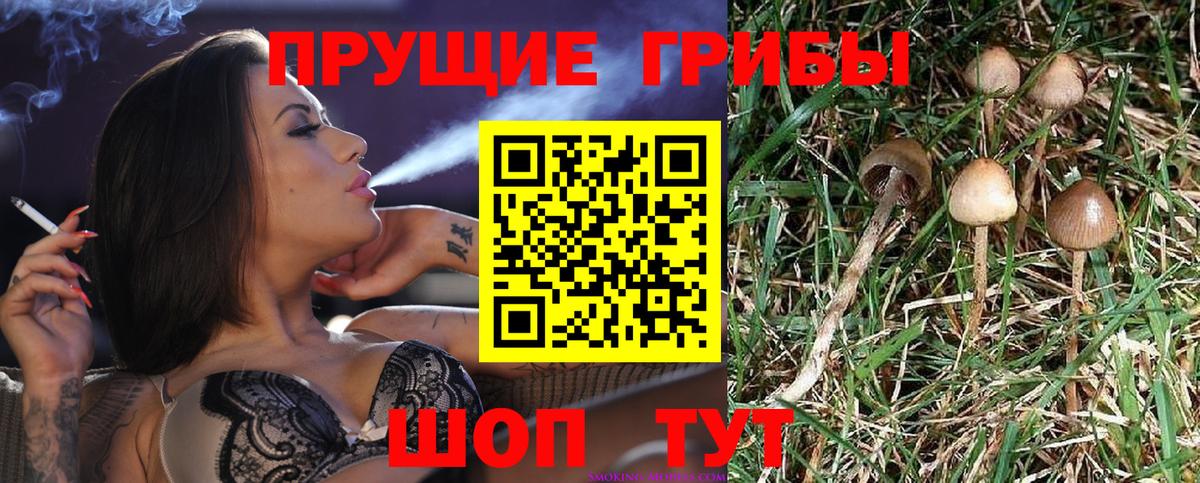 Галлюциногенные грибы мицелий Карачаевск